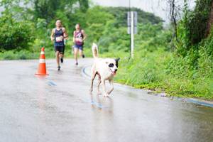 BIB: 
                            <button type="button" onclick="openModal(5615358)" class="btn btn-primary btn-sm float-right btn-popup" data-toggle="modal" data-target=".modal-high-quality">
                        <i class="fas fa-shopping-cart"></i> Add to Cart
                    </button>
                                            <button type="button" onclick="isThisMe(5615358, true)" class="btn btn-success btn-sm float-right btn-popup btn-isme hidden" data-toggle="tooltip" data-placement="bottom" title="นี่คือรูปของคุณใช่ไหม คลิกที่นี่เพื่อเอาเข้าอัลบั้ม">
                        <i class="fas fa-plus"></i> Add to album
                    </button>
                    <button type="button" onclick="isThisMe(5615358, false)" class="btn btn-warning btn-sm float-right btn-popup btn-isnotme hidden">
                        <i class="fas fa-ban"></i> Remove from album
                    </button>