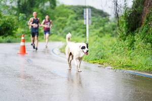 BIB: 
                            <button type="button" onclick="openModal(5615402)" class="btn btn-primary btn-sm float-right btn-popup" data-toggle="modal" data-target=".modal-high-quality">
                        <i class="fas fa-shopping-cart"></i> Add to Cart
                    </button>
                                            <button type="button" onclick="isThisMe(5615402, true)" class="btn btn-success btn-sm float-right btn-popup btn-isme hidden" data-toggle="tooltip" data-placement="bottom" title="นี่คือรูปของคุณใช่ไหม คลิกที่นี่เพื่อเอาเข้าอัลบั้ม">
                        <i class="fas fa-plus"></i> Add to album
                    </button>
                    <button type="button" onclick="isThisMe(5615402, false)" class="btn btn-warning btn-sm float-right btn-popup btn-isnotme hidden">
                        <i class="fas fa-ban"></i> Remove from album
                    </button>