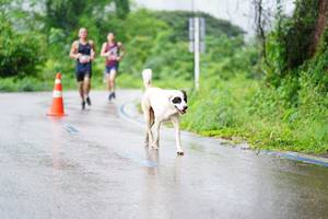 BIB: 
                            <button type="button" onclick="openModal(5615393)" class="btn btn-primary btn-sm float-right btn-popup" data-toggle="modal" data-target=".modal-high-quality">
                        <i class="fas fa-shopping-cart"></i> Add to Cart
                    </button>
                                            <button type="button" onclick="isThisMe(5615393, true)" class="btn btn-success btn-sm float-right btn-popup btn-isme hidden" data-toggle="tooltip" data-placement="bottom" title="นี่คือรูปของคุณใช่ไหม คลิกที่นี่เพื่อเอาเข้าอัลบั้ม">
                        <i class="fas fa-plus"></i> Add to album
                    </button>
                    <button type="button" onclick="isThisMe(5615393, false)" class="btn btn-warning btn-sm float-right btn-popup btn-isnotme hidden">
                        <i class="fas fa-ban"></i> Remove from album
                    </button>