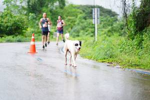 BIB: 
                            <button type="button" onclick="openModal(5615391)" class="btn btn-primary btn-sm float-right btn-popup" data-toggle="modal" data-target=".modal-high-quality">
                        <i class="fas fa-shopping-cart"></i> Add to Cart
                    </button>
                                            <button type="button" onclick="isThisMe(5615391, true)" class="btn btn-success btn-sm float-right btn-popup btn-isme hidden" data-toggle="tooltip" data-placement="bottom" title="นี่คือรูปของคุณใช่ไหม คลิกที่นี่เพื่อเอาเข้าอัลบั้ม">
                        <i class="fas fa-plus"></i> Add to album
                    </button>
                    <button type="button" onclick="isThisMe(5615391, false)" class="btn btn-warning btn-sm float-right btn-popup btn-isnotme hidden">
                        <i class="fas fa-ban"></i> Remove from album
                    </button>