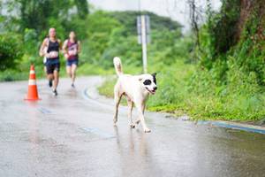 BIB: 
                            <button type="button" onclick="openModal(5615378)" class="btn btn-primary btn-sm float-right btn-popup" data-toggle="modal" data-target=".modal-high-quality">
                        <i class="fas fa-shopping-cart"></i> Add to Cart
                    </button>
                                            <button type="button" onclick="isThisMe(5615378, true)" class="btn btn-success btn-sm float-right btn-popup btn-isme hidden" data-toggle="tooltip" data-placement="bottom" title="นี่คือรูปของคุณใช่ไหม คลิกที่นี่เพื่อเอาเข้าอัลบั้ม">
                        <i class="fas fa-plus"></i> Add to album
                    </button>
                    <button type="button" onclick="isThisMe(5615378, false)" class="btn btn-warning btn-sm float-right btn-popup btn-isnotme hidden">
                        <i class="fas fa-ban"></i> Remove from album
                    </button>