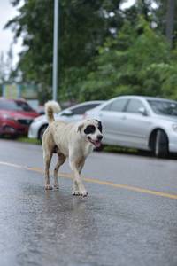 BIB: 
                            <button type="button" onclick="openModal(5780494)" class="btn btn-primary btn-sm float-right btn-popup" data-toggle="modal" data-target=".modal-high-quality">
                        <i class="fas fa-shopping-cart"></i> Add to Cart
                    </button>
                                            <button type="button" onclick="isThisMe(5780494, true)" class="btn btn-success btn-sm float-right btn-popup btn-isme hidden" data-toggle="tooltip" data-placement="bottom" title="นี่คือรูปของคุณใช่ไหม คลิกที่นี่เพื่อเอาเข้าอัลบั้ม">
                        <i class="fas fa-plus"></i> Add to album
                    </button>
                    <button type="button" onclick="isThisMe(5780494, false)" class="btn btn-warning btn-sm float-right btn-popup btn-isnotme hidden">
                        <i class="fas fa-ban"></i> Remove from album
                    </button>