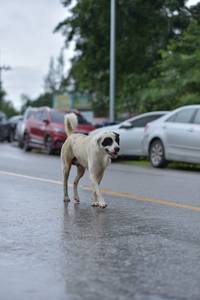 BIB: 
                            <button type="button" onclick="openModal(5780489)" class="btn btn-primary btn-sm float-right btn-popup" data-toggle="modal" data-target=".modal-high-quality">
                        <i class="fas fa-shopping-cart"></i> Add to Cart
                    </button>
                                            <button type="button" onclick="isThisMe(5780489, true)" class="btn btn-success btn-sm float-right btn-popup btn-isme hidden" data-toggle="tooltip" data-placement="bottom" title="นี่คือรูปของคุณใช่ไหม คลิกที่นี่เพื่อเอาเข้าอัลบั้ม">
                        <i class="fas fa-plus"></i> Add to album
                    </button>
                    <button type="button" onclick="isThisMe(5780489, false)" class="btn btn-warning btn-sm float-right btn-popup btn-isnotme hidden">
                        <i class="fas fa-ban"></i> Remove from album
                    </button>