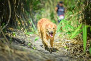 BIB: 
                            <button type="button" onclick="openModal(6956466)" class="btn btn-primary btn-sm float-right btn-popup" data-toggle="modal" data-target=".modal-high-quality">
                        <i class="fas fa-shopping-cart"></i> Add to Cart
                    </button>
                                            <button type="button" onclick="isThisMe(6956466, true)" class="btn btn-success btn-sm float-right btn-popup btn-isme hidden" data-toggle="tooltip" data-placement="bottom" title="นี่คือรูปของคุณใช่ไหม คลิกที่นี่เพื่อเอาเข้าอัลบั้ม">
                        <i class="fas fa-plus"></i> Add to album
                    </button>
                    <button type="button" onclick="isThisMe(6956466, false)" class="btn btn-warning btn-sm float-right btn-popup btn-isnotme hidden">
                        <i class="fas fa-ban"></i> Remove from album
                    </button>