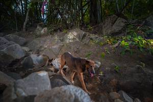 BIB: 
                            <button type="button" onclick="openModal(13693841)" class="btn btn-primary btn-sm float-right btn-popup" data-toggle="modal" data-target=".modal-high-quality">
                        <i class="fas fa-shopping-cart"></i> Add to Cart
                    </button>
                                            <button type="button" onclick="isThisMe(13693841, true)" class="btn btn-success btn-sm float-right btn-popup btn-isme hidden" data-toggle="tooltip" data-placement="bottom" title="นี่คือรูปของคุณใช่ไหม คลิกที่นี่เพื่อเอาเข้าอัลบั้ม">
                        <i class="fas fa-plus"></i> Add to album
                    </button>
                    <button type="button" onclick="isThisMe(13693841, false)" class="btn btn-warning btn-sm float-right btn-popup btn-isnotme hidden">
                        <i class="fas fa-ban"></i> Remove from album
                    </button>