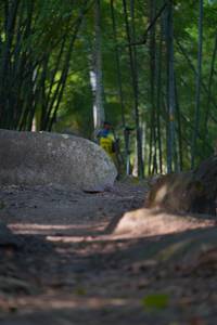 BIB: 
                            <button type="button" onclick="openModal(13659541)" class="btn btn-primary btn-sm float-right btn-popup" data-toggle="modal" data-target=".modal-high-quality">
                        <i class="fas fa-shopping-cart"></i> Add to Cart
                    </button>
                                            <button type="button" onclick="isThisMe(13659541, true)" class="btn btn-success btn-sm float-right btn-popup btn-isme hidden" data-toggle="tooltip" data-placement="bottom" title="นี่คือรูปของคุณใช่ไหม คลิกที่นี่เพื่อเอาเข้าอัลบั้ม">
                        <i class="fas fa-plus"></i> Add to album
                    </button>
                    <button type="button" onclick="isThisMe(13659541, false)" class="btn btn-warning btn-sm float-right btn-popup btn-isnotme hidden">
                        <i class="fas fa-ban"></i> Remove from album
                    </button>