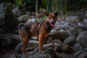 BIB: 
                            <button type="button" onclick="openModal(13682647)" class="btn btn-primary btn-sm float-right btn-popup" data-toggle="modal" data-target=".modal-high-quality">
                        <i class="fas fa-shopping-cart"></i> Add to Cart
                    </button>
                                            <button type="button" onclick="isThisMe(13682647, true)" class="btn btn-success btn-sm float-right btn-popup btn-isme hidden" data-toggle="tooltip" data-placement="bottom" title="นี่คือรูปของคุณใช่ไหม คลิกที่นี่เพื่อเอาเข้าอัลบั้ม">
                        <i class="fas fa-plus"></i> Add to album
                    </button>
                    <button type="button" onclick="isThisMe(13682647, false)" class="btn btn-warning btn-sm float-right btn-popup btn-isnotme hidden">
                        <i class="fas fa-ban"></i> Remove from album
                    </button>