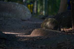 BIB: 
                            <button type="button" onclick="openModal(13659504)" class="btn btn-primary btn-sm float-right btn-popup" data-toggle="modal" data-target=".modal-high-quality">
                        <i class="fas fa-shopping-cart"></i> Add to Cart
                    </button>
                                            <button type="button" onclick="isThisMe(13659504, true)" class="btn btn-success btn-sm float-right btn-popup btn-isme hidden" data-toggle="tooltip" data-placement="bottom" title="นี่คือรูปของคุณใช่ไหม คลิกที่นี่เพื่อเอาเข้าอัลบั้ม">
                        <i class="fas fa-plus"></i> Add to album
                    </button>
                    <button type="button" onclick="isThisMe(13659504, false)" class="btn btn-warning btn-sm float-right btn-popup btn-isnotme hidden">
                        <i class="fas fa-ban"></i> Remove from album
                    </button>