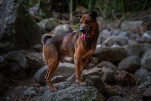 BIB: 
                            <button type="button" onclick="openModal(13682655)" class="btn btn-primary btn-sm float-right btn-popup" data-toggle="modal" data-target=".modal-high-quality">
                        <i class="fas fa-shopping-cart"></i> Add to Cart
                    </button>
                                            <button type="button" onclick="isThisMe(13682655, true)" class="btn btn-success btn-sm float-right btn-popup btn-isme hidden" data-toggle="tooltip" data-placement="bottom" title="นี่คือรูปของคุณใช่ไหม คลิกที่นี่เพื่อเอาเข้าอัลบั้ม">
                        <i class="fas fa-plus"></i> Add to album
                    </button>
                    <button type="button" onclick="isThisMe(13682655, false)" class="btn btn-warning btn-sm float-right btn-popup btn-isnotme hidden">
                        <i class="fas fa-ban"></i> Remove from album
                    </button>