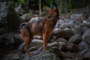 BIB: 
                            <button type="button" onclick="openModal(13682649)" class="btn btn-primary btn-sm float-right btn-popup" data-toggle="modal" data-target=".modal-high-quality">
                        <i class="fas fa-shopping-cart"></i> Add to Cart
                    </button>
                                            <button type="button" onclick="isThisMe(13682649, true)" class="btn btn-success btn-sm float-right btn-popup btn-isme hidden" data-toggle="tooltip" data-placement="bottom" title="นี่คือรูปของคุณใช่ไหม คลิกที่นี่เพื่อเอาเข้าอัลบั้ม">
                        <i class="fas fa-plus"></i> Add to album
                    </button>
                    <button type="button" onclick="isThisMe(13682649, false)" class="btn btn-warning btn-sm float-right btn-popup btn-isnotme hidden">
                        <i class="fas fa-ban"></i> Remove from album
                    </button>