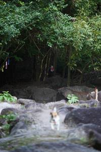 BIB: 
                            <button type="button" onclick="openModal(13662952)" class="btn btn-primary btn-sm float-right btn-popup" data-toggle="modal" data-target=".modal-high-quality">
                        <i class="fas fa-shopping-cart"></i> Add to Cart
                    </button>
                                            <button type="button" onclick="isThisMe(13662952, true)" class="btn btn-success btn-sm float-right btn-popup btn-isme hidden" data-toggle="tooltip" data-placement="bottom" title="นี่คือรูปของคุณใช่ไหม คลิกที่นี่เพื่อเอาเข้าอัลบั้ม">
                        <i class="fas fa-plus"></i> Add to album
                    </button>
                    <button type="button" onclick="isThisMe(13662952, false)" class="btn btn-warning btn-sm float-right btn-popup btn-isnotme hidden">
                        <i class="fas fa-ban"></i> Remove from album
                    </button>