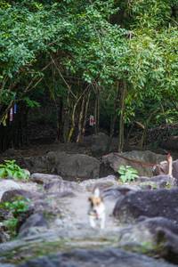 BIB: 
                            <button type="button" onclick="openModal(13703936)" class="btn btn-primary btn-sm float-right btn-popup" data-toggle="modal" data-target=".modal-high-quality">
                        <i class="fas fa-shopping-cart"></i> Add to Cart
                    </button>
                                            <button type="button" onclick="isThisMe(13703936, true)" class="btn btn-success btn-sm float-right btn-popup btn-isme hidden" data-toggle="tooltip" data-placement="bottom" title="นี่คือรูปของคุณใช่ไหม คลิกที่นี่เพื่อเอาเข้าอัลบั้ม">
                        <i class="fas fa-plus"></i> Add to album
                    </button>
                    <button type="button" onclick="isThisMe(13703936, false)" class="btn btn-warning btn-sm float-right btn-popup btn-isnotme hidden">
                        <i class="fas fa-ban"></i> Remove from album
                    </button>