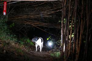 BIB: 
                            <button type="button" onclick="openModal(13557039)" class="btn btn-primary btn-sm float-right btn-popup" data-toggle="modal" data-target=".modal-high-quality">
                        <i class="fas fa-shopping-cart"></i> Add to Cart
                    </button>
                                            <button type="button" onclick="isThisMe(13557039, true)" class="btn btn-success btn-sm float-right btn-popup btn-isme hidden" data-toggle="tooltip" data-placement="bottom" title="นี่คือรูปของคุณใช่ไหม คลิกที่นี่เพื่อเอาเข้าอัลบั้ม">
                        <i class="fas fa-plus"></i> Add to album
                    </button>
                    <button type="button" onclick="isThisMe(13557039, false)" class="btn btn-warning btn-sm float-right btn-popup btn-isnotme hidden">
                        <i class="fas fa-ban"></i> Remove from album
                    </button>