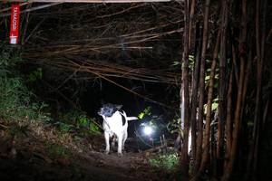 BIB: 
                            <button type="button" onclick="openModal(13557047)" class="btn btn-primary btn-sm float-right btn-popup" data-toggle="modal" data-target=".modal-high-quality">
                        <i class="fas fa-shopping-cart"></i> Add to Cart
                    </button>
                                            <button type="button" onclick="isThisMe(13557047, true)" class="btn btn-success btn-sm float-right btn-popup btn-isme hidden" data-toggle="tooltip" data-placement="bottom" title="นี่คือรูปของคุณใช่ไหม คลิกที่นี่เพื่อเอาเข้าอัลบั้ม">
                        <i class="fas fa-plus"></i> Add to album
                    </button>
                    <button type="button" onclick="isThisMe(13557047, false)" class="btn btn-warning btn-sm float-right btn-popup btn-isnotme hidden">
                        <i class="fas fa-ban"></i> Remove from album
                    </button>