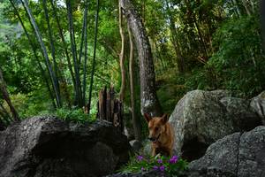 BIB: 
                            <button type="button" onclick="openModal(13592281)" class="btn btn-primary btn-sm float-right btn-popup" data-toggle="modal" data-target=".modal-high-quality">
                        <i class="fas fa-shopping-cart"></i> Add to Cart
                    </button>
                                            <button type="button" onclick="isThisMe(13592281, true)" class="btn btn-success btn-sm float-right btn-popup btn-isme hidden" data-toggle="tooltip" data-placement="bottom" title="นี่คือรูปของคุณใช่ไหม คลิกที่นี่เพื่อเอาเข้าอัลบั้ม">
                        <i class="fas fa-plus"></i> Add to album
                    </button>
                    <button type="button" onclick="isThisMe(13592281, false)" class="btn btn-warning btn-sm float-right btn-popup btn-isnotme hidden">
                        <i class="fas fa-ban"></i> Remove from album
                    </button>