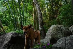 BIB: 
                            <button type="button" onclick="openModal(13592282)" class="btn btn-primary btn-sm float-right btn-popup" data-toggle="modal" data-target=".modal-high-quality">
                        <i class="fas fa-shopping-cart"></i> Add to Cart
                    </button>
                                            <button type="button" onclick="isThisMe(13592282, true)" class="btn btn-success btn-sm float-right btn-popup btn-isme hidden" data-toggle="tooltip" data-placement="bottom" title="นี่คือรูปของคุณใช่ไหม คลิกที่นี่เพื่อเอาเข้าอัลบั้ม">
                        <i class="fas fa-plus"></i> Add to album
                    </button>
                    <button type="button" onclick="isThisMe(13592282, false)" class="btn btn-warning btn-sm float-right btn-popup btn-isnotme hidden">
                        <i class="fas fa-ban"></i> Remove from album
                    </button>