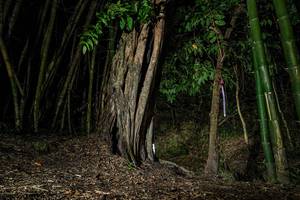 BIB: 
                            <button type="button" onclick="openModal(18530703)" class="btn btn-primary btn-sm float-right btn-popup" data-toggle="modal" data-target=".modal-high-quality">
                        <i class="fas fa-shopping-cart"></i> Add to Cart
                    </button>
                                            <button type="button" onclick="isThisMe(18530703, true)" class="btn btn-success btn-sm float-right btn-popup btn-isme hidden" data-toggle="tooltip" data-placement="bottom" title="นี่คือรูปของคุณใช่ไหม คลิกที่นี่เพื่อเอาเข้าอัลบั้ม">
                        <i class="fas fa-plus"></i> Add to album
                    </button>
                    <button type="button" onclick="isThisMe(18530703, false)" class="btn btn-warning btn-sm float-right btn-popup btn-isnotme hidden">
                        <i class="fas fa-ban"></i> Remove from album
                    </button>