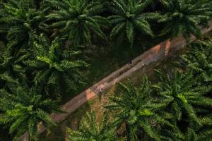 BIB: 
                            <button type="button" onclick="openModal(19589030)" class="btn btn-primary btn-sm float-right btn-popup" data-toggle="modal" data-target=".modal-high-quality">
                        <i class="fas fa-shopping-cart"></i> Add to Cart
                    </button>
                                            <button type="button" onclick="isThisMe(19589030, true)" class="btn btn-success btn-sm float-right btn-popup btn-isme hidden" data-toggle="tooltip" data-placement="bottom" title="นี่คือรูปของคุณใช่ไหม คลิกที่นี่เพื่อเอาเข้าอัลบั้ม">
                        <i class="fas fa-plus"></i> Add to album
                    </button>
                    <button type="button" onclick="isThisMe(19589030, false)" class="btn btn-warning btn-sm float-right btn-popup btn-isnotme hidden">
                        <i class="fas fa-ban"></i> Remove from album
                    </button>