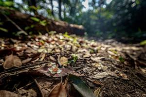 BIB: 
                            <button type="button" onclick="openModal(19592180)" class="btn btn-primary btn-sm float-right btn-popup" data-toggle="modal" data-target=".modal-high-quality">
                        <i class="fas fa-shopping-cart"></i> Add to Cart
                    </button>
                                            <button type="button" onclick="isThisMe(19592180, true)" class="btn btn-success btn-sm float-right btn-popup btn-isme hidden" data-toggle="tooltip" data-placement="bottom" title="นี่คือรูปของคุณใช่ไหม คลิกที่นี่เพื่อเอาเข้าอัลบั้ม">
                        <i class="fas fa-plus"></i> Add to album
                    </button>
                    <button type="button" onclick="isThisMe(19592180, false)" class="btn btn-warning btn-sm float-right btn-popup btn-isnotme hidden">
                        <i class="fas fa-ban"></i> Remove from album
                    </button>