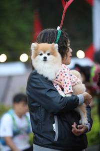 BIB: 
                            <button type="button" onclick="openModal(19591834)" class="btn btn-primary btn-sm float-right btn-popup" data-toggle="modal" data-target=".modal-high-quality">
                        <i class="fas fa-shopping-cart"></i> Add to Cart
                    </button>
                                            <button type="button" onclick="isThisMe(19591834, true)" class="btn btn-success btn-sm float-right btn-popup btn-isme hidden" data-toggle="tooltip" data-placement="bottom" title="นี่คือรูปของคุณใช่ไหม คลิกที่นี่เพื่อเอาเข้าอัลบั้ม">
                        <i class="fas fa-plus"></i> Add to album
                    </button>
                    <button type="button" onclick="isThisMe(19591834, false)" class="btn btn-warning btn-sm float-right btn-popup btn-isnotme hidden">
                        <i class="fas fa-ban"></i> Remove from album
                    </button>