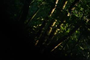 BIB: 
                            <button type="button" onclick="openModal(19456011)" class="btn btn-primary btn-sm float-right btn-popup" data-toggle="modal" data-target=".modal-high-quality">
                        <i class="fas fa-shopping-cart"></i> Add to Cart
                    </button>
                                            <button type="button" onclick="isThisMe(19456011, true)" class="btn btn-success btn-sm float-right btn-popup btn-isme hidden" data-toggle="tooltip" data-placement="bottom" title="นี่คือรูปของคุณใช่ไหม คลิกที่นี่เพื่อเอาเข้าอัลบั้ม">
                        <i class="fas fa-plus"></i> Add to album
                    </button>
                    <button type="button" onclick="isThisMe(19456011, false)" class="btn btn-warning btn-sm float-right btn-popup btn-isnotme hidden">
                        <i class="fas fa-ban"></i> Remove from album
                    </button>