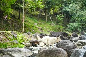 BIB: 
                            <button type="button" onclick="openModal(19433845)" class="btn btn-primary btn-sm float-right btn-popup" data-toggle="modal" data-target=".modal-high-quality">
                        <i class="fas fa-shopping-cart"></i> Add to Cart
                    </button>
                                            <button type="button" onclick="isThisMe(19433845, true)" class="btn btn-success btn-sm float-right btn-popup btn-isme hidden" data-toggle="tooltip" data-placement="bottom" title="นี่คือรูปของคุณใช่ไหม คลิกที่นี่เพื่อเอาเข้าอัลบั้ม">
                        <i class="fas fa-plus"></i> Add to album
                    </button>
                    <button type="button" onclick="isThisMe(19433845, false)" class="btn btn-warning btn-sm float-right btn-popup btn-isnotme hidden">
                        <i class="fas fa-ban"></i> Remove from album
                    </button>