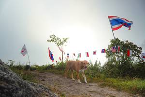 BIB: 
                            <button type="button" onclick="openModal(19529993)" class="btn btn-primary btn-sm float-right btn-popup" data-toggle="modal" data-target=".modal-high-quality">
                        <i class="fas fa-shopping-cart"></i> Add to Cart
                    </button>
                                            <button type="button" onclick="isThisMe(19529993, true)" class="btn btn-success btn-sm float-right btn-popup btn-isme hidden" data-toggle="tooltip" data-placement="bottom" title="นี่คือรูปของคุณใช่ไหม คลิกที่นี่เพื่อเอาเข้าอัลบั้ม">
                        <i class="fas fa-plus"></i> Add to album
                    </button>
                    <button type="button" onclick="isThisMe(19529993, false)" class="btn btn-warning btn-sm float-right btn-popup btn-isnotme hidden">
                        <i class="fas fa-ban"></i> Remove from album
                    </button>