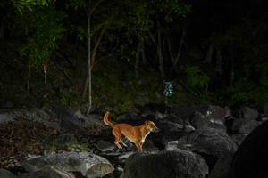 BIB: 
                            <button type="button" onclick="openModal(22133658)" class="btn btn-primary btn-sm float-right btn-popup" data-toggle="modal" data-target=".modal-high-quality">
                        <i class="fas fa-shopping-cart"></i> Add to Cart
                    </button>
                                            <button type="button" onclick="isThisMe(22133658, true)" class="btn btn-success btn-sm float-right btn-popup btn-isme hidden" data-toggle="tooltip" data-placement="bottom" title="นี่คือรูปของคุณใช่ไหม คลิกที่นี่เพื่อเอาเข้าอัลบั้ม">
                        <i class="fas fa-plus"></i> Add to album
                    </button>
                    <button type="button" onclick="isThisMe(22133658, false)" class="btn btn-warning btn-sm float-right btn-popup btn-isnotme hidden">
                        <i class="fas fa-ban"></i> Remove from album
                    </button>