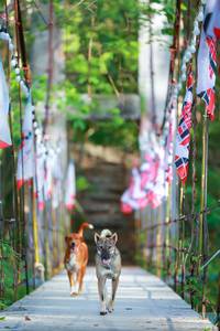 BIB: 
                            <button type="button" onclick="openModal(22233767)" class="btn btn-primary btn-sm float-right btn-popup" data-toggle="modal" data-target=".modal-high-quality">
                        <i class="fas fa-shopping-cart"></i> Add to Cart
                    </button>
                                            <button type="button" onclick="isThisMe(22233767, true)" class="btn btn-success btn-sm float-right btn-popup btn-isme hidden" data-toggle="tooltip" data-placement="bottom" title="นี่คือรูปของคุณใช่ไหม คลิกที่นี่เพื่อเอาเข้าอัลบั้ม">
                        <i class="fas fa-plus"></i> Add to album
                    </button>
                    <button type="button" onclick="isThisMe(22233767, false)" class="btn btn-warning btn-sm float-right btn-popup btn-isnotme hidden">
                        <i class="fas fa-ban"></i> Remove from album
                    </button>