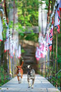 BIB: 
                            <button type="button" onclick="openModal(22233769)" class="btn btn-primary btn-sm float-right btn-popup" data-toggle="modal" data-target=".modal-high-quality">
                        <i class="fas fa-shopping-cart"></i> Add to Cart
                    </button>
                                            <button type="button" onclick="isThisMe(22233769, true)" class="btn btn-success btn-sm float-right btn-popup btn-isme hidden" data-toggle="tooltip" data-placement="bottom" title="นี่คือรูปของคุณใช่ไหม คลิกที่นี่เพื่อเอาเข้าอัลบั้ม">
                        <i class="fas fa-plus"></i> Add to album
                    </button>
                    <button type="button" onclick="isThisMe(22233769, false)" class="btn btn-warning btn-sm float-right btn-popup btn-isnotme hidden">
                        <i class="fas fa-ban"></i> Remove from album
                    </button>