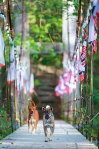 BIB: 
                            <button type="button" onclick="openModal(22233766)" class="btn btn-primary btn-sm float-right btn-popup" data-toggle="modal" data-target=".modal-high-quality">
                        <i class="fas fa-shopping-cart"></i> Add to Cart
                    </button>
                                            <button type="button" onclick="isThisMe(22233766, true)" class="btn btn-success btn-sm float-right btn-popup btn-isme hidden" data-toggle="tooltip" data-placement="bottom" title="นี่คือรูปของคุณใช่ไหม คลิกที่นี่เพื่อเอาเข้าอัลบั้ม">
                        <i class="fas fa-plus"></i> Add to album
                    </button>
                    <button type="button" onclick="isThisMe(22233766, false)" class="btn btn-warning btn-sm float-right btn-popup btn-isnotme hidden">
                        <i class="fas fa-ban"></i> Remove from album
                    </button>