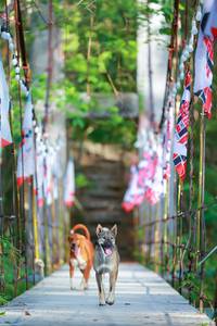 BIB: 
                            <button type="button" onclick="openModal(22233757)" class="btn btn-primary btn-sm float-right btn-popup" data-toggle="modal" data-target=".modal-high-quality">
                        <i class="fas fa-shopping-cart"></i> Add to Cart
                    </button>
                                            <button type="button" onclick="isThisMe(22233757, true)" class="btn btn-success btn-sm float-right btn-popup btn-isme hidden" data-toggle="tooltip" data-placement="bottom" title="นี่คือรูปของคุณใช่ไหม คลิกที่นี่เพื่อเอาเข้าอัลบั้ม">
                        <i class="fas fa-plus"></i> Add to album
                    </button>
                    <button type="button" onclick="isThisMe(22233757, false)" class="btn btn-warning btn-sm float-right btn-popup btn-isnotme hidden">
                        <i class="fas fa-ban"></i> Remove from album
                    </button>