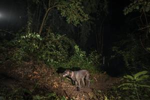 BIB: 
                            <button type="button" onclick="openModal(25139019)" class="btn btn-primary btn-sm float-right btn-popup" data-toggle="modal" data-target=".modal-high-quality">
                        <i class="fas fa-shopping-cart"></i> Add to Cart
                    </button>
                                            <button type="button" onclick="isThisMe(25139019, true)" class="btn btn-success btn-sm float-right btn-popup btn-isme hidden" data-toggle="tooltip" data-placement="bottom" title="นี่คือรูปของคุณใช่ไหม คลิกที่นี่เพื่อเอาเข้าอัลบั้ม">
                        <i class="fas fa-plus"></i> Add to album
                    </button>
                    <button type="button" onclick="isThisMe(25139019, false)" class="btn btn-warning btn-sm float-right btn-popup btn-isnotme hidden">
                        <i class="fas fa-ban"></i> Remove from album
                    </button>