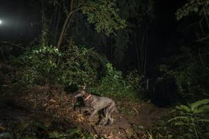 BIB: 
                            <button type="button" onclick="openModal(25139020)" class="btn btn-primary btn-sm float-right btn-popup" data-toggle="modal" data-target=".modal-high-quality">
                        <i class="fas fa-shopping-cart"></i> Add to Cart
                    </button>
                                            <button type="button" onclick="isThisMe(25139020, true)" class="btn btn-success btn-sm float-right btn-popup btn-isme hidden" data-toggle="tooltip" data-placement="bottom" title="นี่คือรูปของคุณใช่ไหม คลิกที่นี่เพื่อเอาเข้าอัลบั้ม">
                        <i class="fas fa-plus"></i> Add to album
                    </button>
                    <button type="button" onclick="isThisMe(25139020, false)" class="btn btn-warning btn-sm float-right btn-popup btn-isnotme hidden">
                        <i class="fas fa-ban"></i> Remove from album
                    </button>