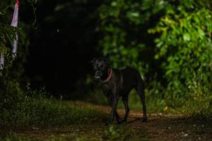 BIB: 
                            <button type="button" onclick="openModal(25119764)" class="btn btn-primary btn-sm float-right btn-popup" data-toggle="modal" data-target=".modal-high-quality">
                        <i class="fas fa-shopping-cart"></i> Add to Cart
                    </button>
                                            <button type="button" onclick="isThisMe(25119764, true)" class="btn btn-success btn-sm float-right btn-popup btn-isme hidden" data-toggle="tooltip" data-placement="bottom" title="นี่คือรูปของคุณใช่ไหม คลิกที่นี่เพื่อเอาเข้าอัลบั้ม">
                        <i class="fas fa-plus"></i> Add to album
                    </button>
                    <button type="button" onclick="isThisMe(25119764, false)" class="btn btn-warning btn-sm float-right btn-popup btn-isnotme hidden">
                        <i class="fas fa-ban"></i> Remove from album
                    </button>