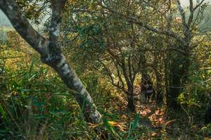 BIB: 
                            <button type="button" onclick="openModal(28099689)" class="btn btn-primary btn-sm float-right btn-popup" data-toggle="modal" data-target=".modal-high-quality">
                        <i class="fas fa-shopping-cart"></i> Add to Cart
                    </button>
                                            <button type="button" onclick="isThisMe(28099689, true)" class="btn btn-success btn-sm float-right btn-popup btn-isme hidden" data-toggle="tooltip" data-placement="bottom" title="นี่คือรูปของคุณใช่ไหม คลิกที่นี่เพื่อเอาเข้าอัลบั้ม">
                        <i class="fas fa-plus"></i> Add to album
                    </button>
                    <button type="button" onclick="isThisMe(28099689, false)" class="btn btn-warning btn-sm float-right btn-popup btn-isnotme hidden">
                        <i class="fas fa-ban"></i> Remove from album
                    </button>