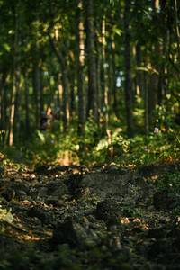 BIB: 
                            <button type="button" onclick="openModal(28029764)" class="btn btn-primary btn-sm float-right btn-popup" data-toggle="modal" data-target=".modal-high-quality">
                        <i class="fas fa-shopping-cart"></i> Add to Cart
                    </button>
                                            <button type="button" onclick="isThisMe(28029764, true)" class="btn btn-success btn-sm float-right btn-popup btn-isme hidden" data-toggle="tooltip" data-placement="bottom" title="นี่คือรูปของคุณใช่ไหม คลิกที่นี่เพื่อเอาเข้าอัลบั้ม">
                        <i class="fas fa-plus"></i> Add to album
                    </button>
                    <button type="button" onclick="isThisMe(28029764, false)" class="btn btn-warning btn-sm float-right btn-popup btn-isnotme hidden">
                        <i class="fas fa-ban"></i> Remove from album
                    </button>