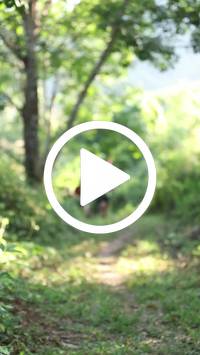 BIB:  <button type="button" onclick="openModal(28005112)" class="btn btn-primary btn-sm float-right" data-toggle="modal" data-target=".modal-high-quality">
                <i class="fa fa-download"></i> Download
                </button>