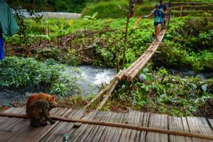 BIB: 
                            <button type="button" onclick="openModal(13367323)" class="btn btn-primary btn-sm float-right btn-popup" data-toggle="modal" data-target=".modal-high-quality">
                        <i class="fas fa-shopping-cart"></i> Add to Cart
                    </button>
                                            <button type="button" onclick="isThisMe(13367323, true)" class="btn btn-success btn-sm float-right btn-popup btn-isme hidden" data-toggle="tooltip" data-placement="bottom" title="นี่คือรูปของคุณใช่ไหม คลิกที่นี่เพื่อเอาเข้าอัลบั้ม">
                        <i class="fas fa-plus"></i> Add to album
                    </button>
                    <button type="button" onclick="isThisMe(13367323, false)" class="btn btn-warning btn-sm float-right btn-popup btn-isnotme hidden">
                        <i class="fas fa-ban"></i> Remove from album
                    </button>