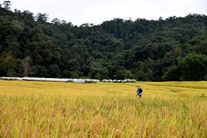 BIB: 
                            <button type="button" onclick="openModal(13500764)" class="btn btn-primary btn-sm float-right btn-popup" data-toggle="modal" data-target=".modal-high-quality">
                        <i class="fas fa-shopping-cart"></i> Add to Cart
                    </button>
                                            <button type="button" onclick="isThisMe(13500764, true)" class="btn btn-success btn-sm float-right btn-popup btn-isme hidden" data-toggle="tooltip" data-placement="bottom" title="นี่คือรูปของคุณใช่ไหม คลิกที่นี่เพื่อเอาเข้าอัลบั้ม">
                        <i class="fas fa-plus"></i> Add to album
                    </button>
                    <button type="button" onclick="isThisMe(13500764, false)" class="btn btn-warning btn-sm float-right btn-popup btn-isnotme hidden">
                        <i class="fas fa-ban"></i> Remove from album
                    </button>