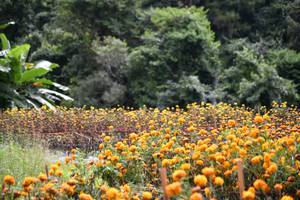 BIB: 
                            <button type="button" onclick="openModal(13500906)" class="btn btn-primary btn-sm float-right btn-popup" data-toggle="modal" data-target=".modal-high-quality">
                        <i class="fas fa-shopping-cart"></i> Add to Cart
                    </button>
                                            <button type="button" onclick="isThisMe(13500906, true)" class="btn btn-success btn-sm float-right btn-popup btn-isme hidden" data-toggle="tooltip" data-placement="bottom" title="นี่คือรูปของคุณใช่ไหม คลิกที่นี่เพื่อเอาเข้าอัลบั้ม">
                        <i class="fas fa-plus"></i> Add to album
                    </button>
                    <button type="button" onclick="isThisMe(13500906, false)" class="btn btn-warning btn-sm float-right btn-popup btn-isnotme hidden">
                        <i class="fas fa-ban"></i> Remove from album
                    </button>