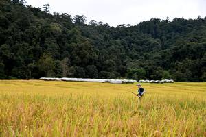 BIB: 
                            <button type="button" onclick="openModal(13500765)" class="btn btn-primary btn-sm float-right btn-popup" data-toggle="modal" data-target=".modal-high-quality">
                        <i class="fas fa-shopping-cart"></i> Add to Cart
                    </button>
                                            <button type="button" onclick="isThisMe(13500765, true)" class="btn btn-success btn-sm float-right btn-popup btn-isme hidden" data-toggle="tooltip" data-placement="bottom" title="นี่คือรูปของคุณใช่ไหม คลิกที่นี่เพื่อเอาเข้าอัลบั้ม">
                        <i class="fas fa-plus"></i> Add to album
                    </button>
                    <button type="button" onclick="isThisMe(13500765, false)" class="btn btn-warning btn-sm float-right btn-popup btn-isnotme hidden">
                        <i class="fas fa-ban"></i> Remove from album
                    </button>