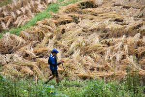 BIB: 
                            <button type="button" onclick="openModal(13501057)" class="btn btn-primary btn-sm float-right btn-popup" data-toggle="modal" data-target=".modal-high-quality">
                        <i class="fas fa-shopping-cart"></i> Add to Cart
                    </button>
                                            <button type="button" onclick="isThisMe(13501057, true)" class="btn btn-success btn-sm float-right btn-popup btn-isme hidden" data-toggle="tooltip" data-placement="bottom" title="นี่คือรูปของคุณใช่ไหม คลิกที่นี่เพื่อเอาเข้าอัลบั้ม">
                        <i class="fas fa-plus"></i> Add to album
                    </button>
                    <button type="button" onclick="isThisMe(13501057, false)" class="btn btn-warning btn-sm float-right btn-popup btn-isnotme hidden">
                        <i class="fas fa-ban"></i> Remove from album
                    </button>