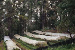 BIB: 
                            <button type="button" onclick="openModal(16056804)" class="btn btn-primary btn-sm float-right btn-popup" data-toggle="modal" data-target=".modal-high-quality">
                        <i class="fas fa-shopping-cart"></i> Add to Cart
                    </button>
                                            <button type="button" onclick="isThisMe(16056804, true)" class="btn btn-success btn-sm float-right btn-popup btn-isme hidden" data-toggle="tooltip" data-placement="bottom" title="นี่คือรูปของคุณใช่ไหม คลิกที่นี่เพื่อเอาเข้าอัลบั้ม">
                        <i class="fas fa-plus"></i> Add to album
                    </button>
                    <button type="button" onclick="isThisMe(16056804, false)" class="btn btn-warning btn-sm float-right btn-popup btn-isnotme hidden">
                        <i class="fas fa-ban"></i> Remove from album
                    </button>