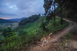 BIB: 
                            <button type="button" onclick="openModal(15927098)" class="btn btn-primary btn-sm float-right btn-popup" data-toggle="modal" data-target=".modal-high-quality">
                        <i class="fas fa-shopping-cart"></i> Add to Cart
                    </button>
                                            <button type="button" onclick="isThisMe(15927098, true)" class="btn btn-success btn-sm float-right btn-popup btn-isme hidden" data-toggle="tooltip" data-placement="bottom" title="นี่คือรูปของคุณใช่ไหม คลิกที่นี่เพื่อเอาเข้าอัลบั้ม">
                        <i class="fas fa-plus"></i> Add to album
                    </button>
                    <button type="button" onclick="isThisMe(15927098, false)" class="btn btn-warning btn-sm float-right btn-popup btn-isnotme hidden">
                        <i class="fas fa-ban"></i> Remove from album
                    </button>