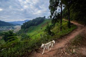 BIB: 
                            <button type="button" onclick="openModal(15929566)" class="btn btn-primary btn-sm float-right btn-popup" data-toggle="modal" data-target=".modal-high-quality">
                        <i class="fas fa-shopping-cart"></i> Add to Cart
                    </button>
                                            <button type="button" onclick="isThisMe(15929566, true)" class="btn btn-success btn-sm float-right btn-popup btn-isme hidden" data-toggle="tooltip" data-placement="bottom" title="นี่คือรูปของคุณใช่ไหม คลิกที่นี่เพื่อเอาเข้าอัลบั้ม">
                        <i class="fas fa-plus"></i> Add to album
                    </button>
                    <button type="button" onclick="isThisMe(15929566, false)" class="btn btn-warning btn-sm float-right btn-popup btn-isnotme hidden">
                        <i class="fas fa-ban"></i> Remove from album
                    </button>