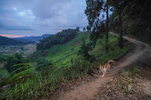 BIB: 
                            <button type="button" onclick="openModal(15927091)" class="btn btn-primary btn-sm float-right btn-popup" data-toggle="modal" data-target=".modal-high-quality">
                        <i class="fas fa-shopping-cart"></i> Add to Cart
                    </button>
                                            <button type="button" onclick="isThisMe(15927091, true)" class="btn btn-success btn-sm float-right btn-popup btn-isme hidden" data-toggle="tooltip" data-placement="bottom" title="นี่คือรูปของคุณใช่ไหม คลิกที่นี่เพื่อเอาเข้าอัลบั้ม">
                        <i class="fas fa-plus"></i> Add to album
                    </button>
                    <button type="button" onclick="isThisMe(15927091, false)" class="btn btn-warning btn-sm float-right btn-popup btn-isnotme hidden">
                        <i class="fas fa-ban"></i> Remove from album
                    </button>