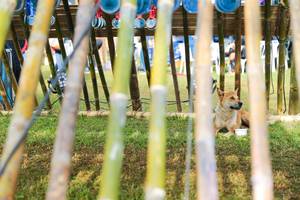 BIB: 
                            <button type="button" onclick="openModal(16008084)" class="btn btn-primary btn-sm float-right btn-popup" data-toggle="modal" data-target=".modal-high-quality">
                        <i class="fas fa-shopping-cart"></i> Add to Cart
                    </button>
                                            <button type="button" onclick="isThisMe(16008084, true)" class="btn btn-success btn-sm float-right btn-popup btn-isme hidden" data-toggle="tooltip" data-placement="bottom" title="นี่คือรูปของคุณใช่ไหม คลิกที่นี่เพื่อเอาเข้าอัลบั้ม">
                        <i class="fas fa-plus"></i> Add to album
                    </button>
                    <button type="button" onclick="isThisMe(16008084, false)" class="btn btn-warning btn-sm float-right btn-popup btn-isnotme hidden">
                        <i class="fas fa-ban"></i> Remove from album
                    </button>