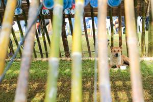 BIB: 
                            <button type="button" onclick="openModal(16008094)" class="btn btn-primary btn-sm float-right btn-popup" data-toggle="modal" data-target=".modal-high-quality">
                        <i class="fas fa-shopping-cart"></i> Add to Cart
                    </button>
                                            <button type="button" onclick="isThisMe(16008094, true)" class="btn btn-success btn-sm float-right btn-popup btn-isme hidden" data-toggle="tooltip" data-placement="bottom" title="นี่คือรูปของคุณใช่ไหม คลิกที่นี่เพื่อเอาเข้าอัลบั้ม">
                        <i class="fas fa-plus"></i> Add to album
                    </button>
                    <button type="button" onclick="isThisMe(16008094, false)" class="btn btn-warning btn-sm float-right btn-popup btn-isnotme hidden">
                        <i class="fas fa-ban"></i> Remove from album
                    </button>