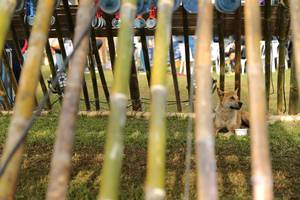 BIB: 
                            <button type="button" onclick="openModal(16026909)" class="btn btn-primary btn-sm float-right btn-popup" data-toggle="modal" data-target=".modal-high-quality">
                        <i class="fas fa-shopping-cart"></i> Add to Cart
                    </button>
                                            <button type="button" onclick="isThisMe(16026909, true)" class="btn btn-success btn-sm float-right btn-popup btn-isme hidden" data-toggle="tooltip" data-placement="bottom" title="นี่คือรูปของคุณใช่ไหม คลิกที่นี่เพื่อเอาเข้าอัลบั้ม">
                        <i class="fas fa-plus"></i> Add to album
                    </button>
                    <button type="button" onclick="isThisMe(16026909, false)" class="btn btn-warning btn-sm float-right btn-popup btn-isnotme hidden">
                        <i class="fas fa-ban"></i> Remove from album
                    </button>